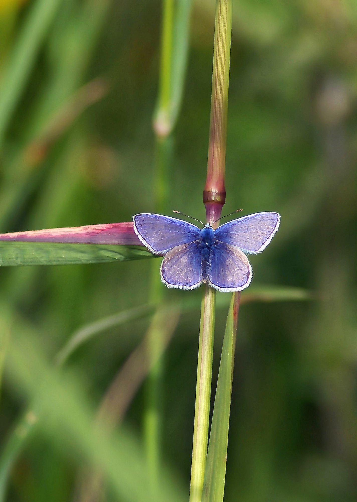 Common blue