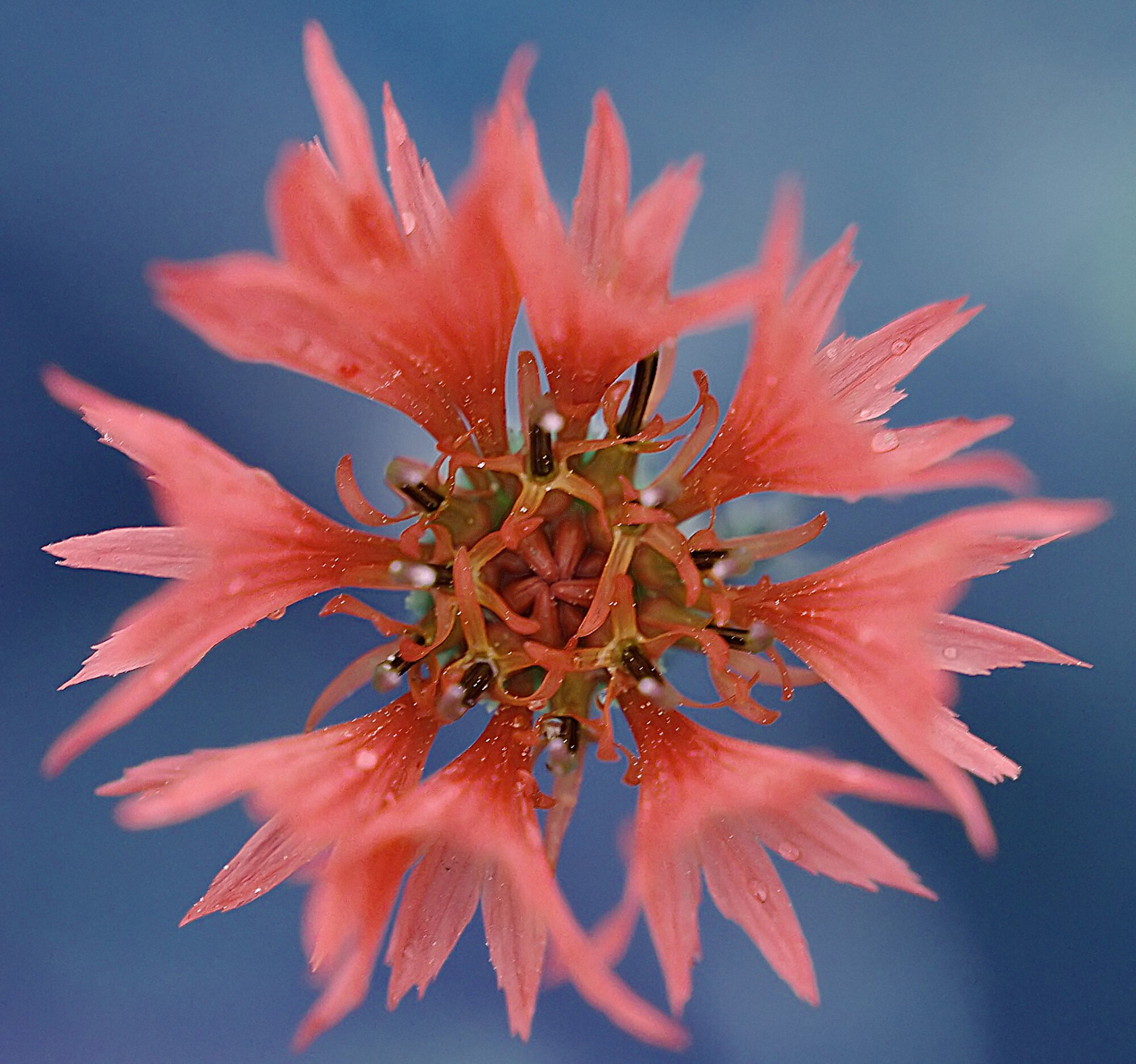 Cornflower variation.