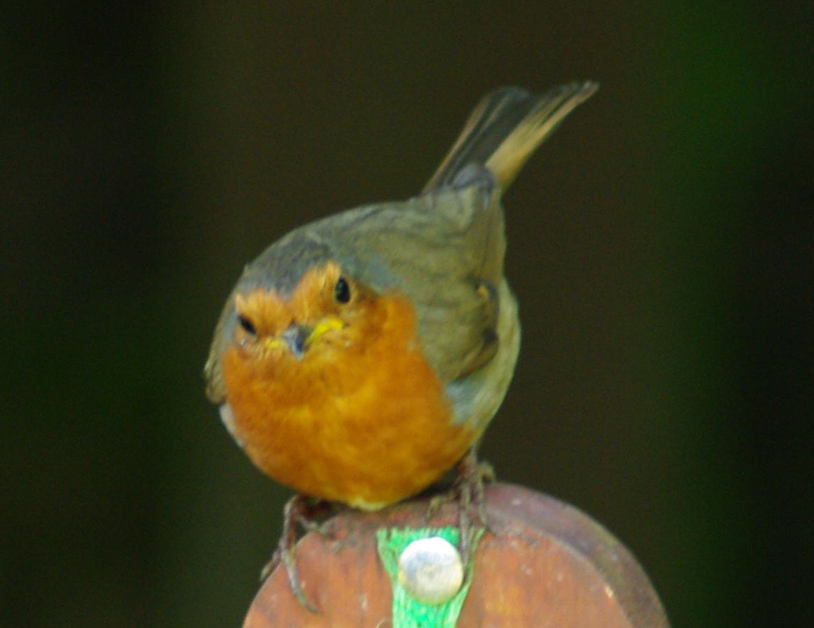 Cute Lil Robin