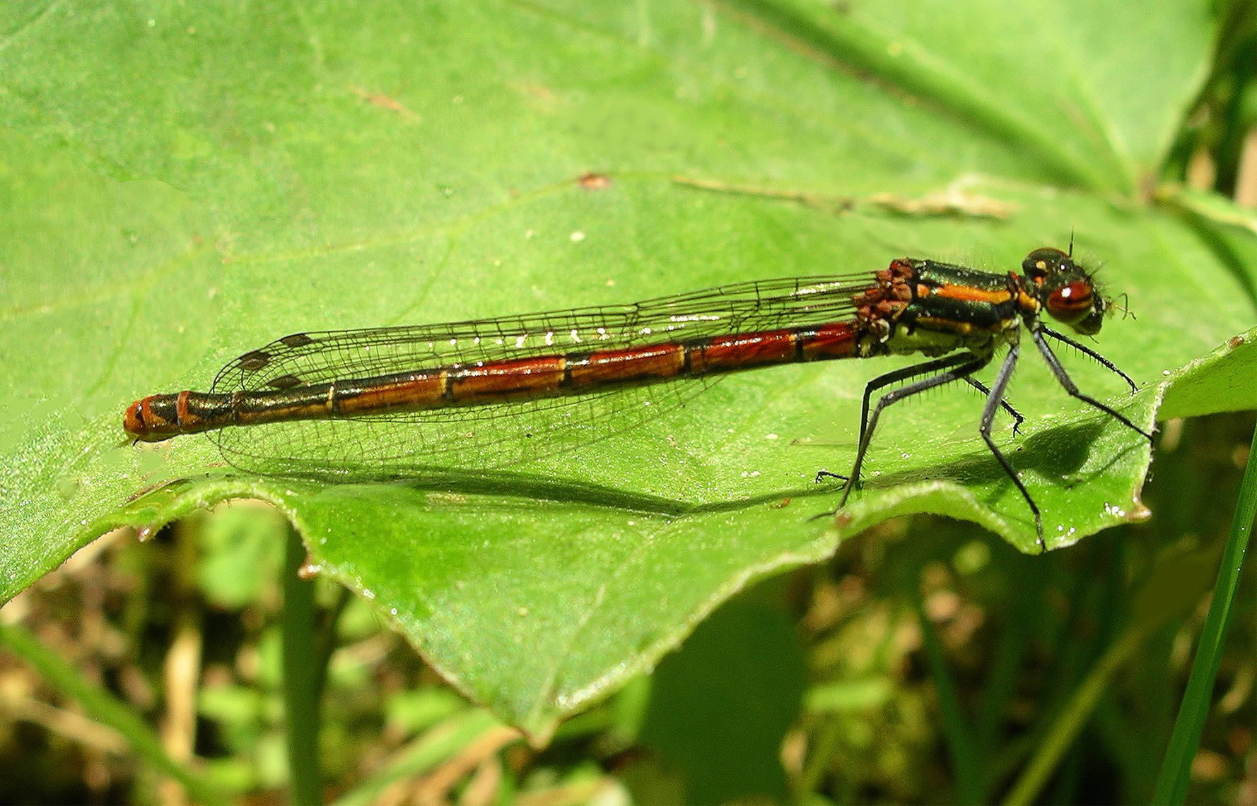 Damselfly