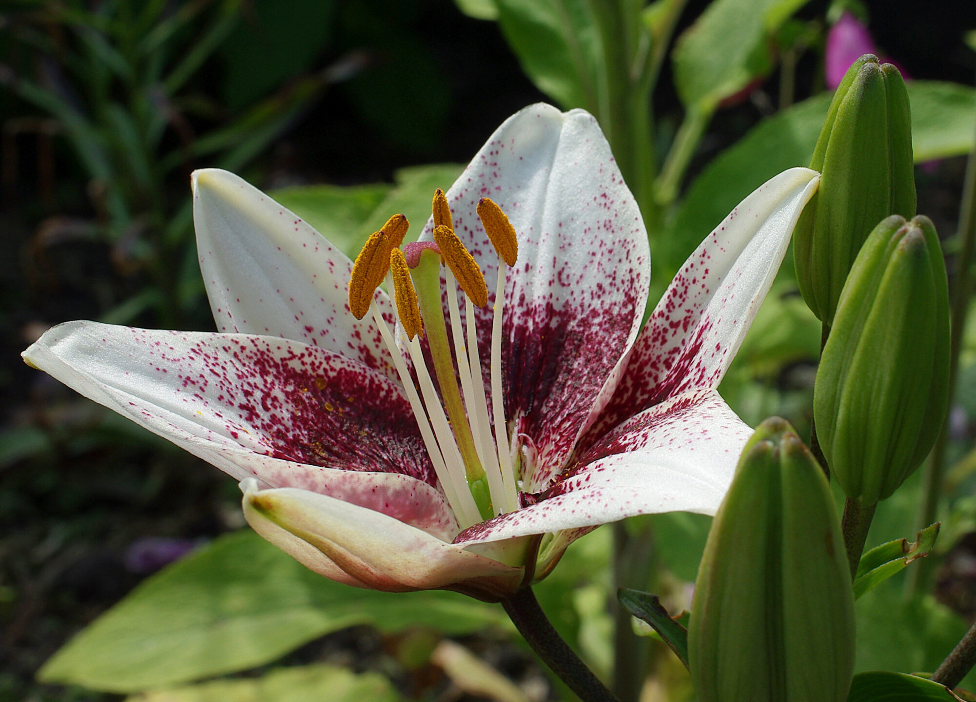 First Lilly in the garden.