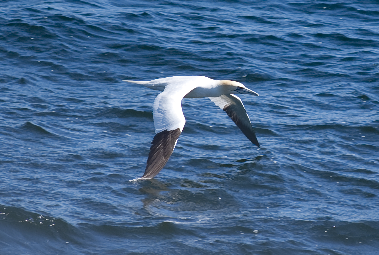 Gannet