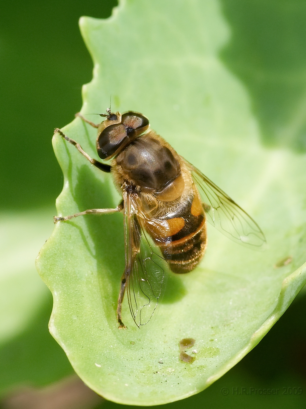 Hover fly