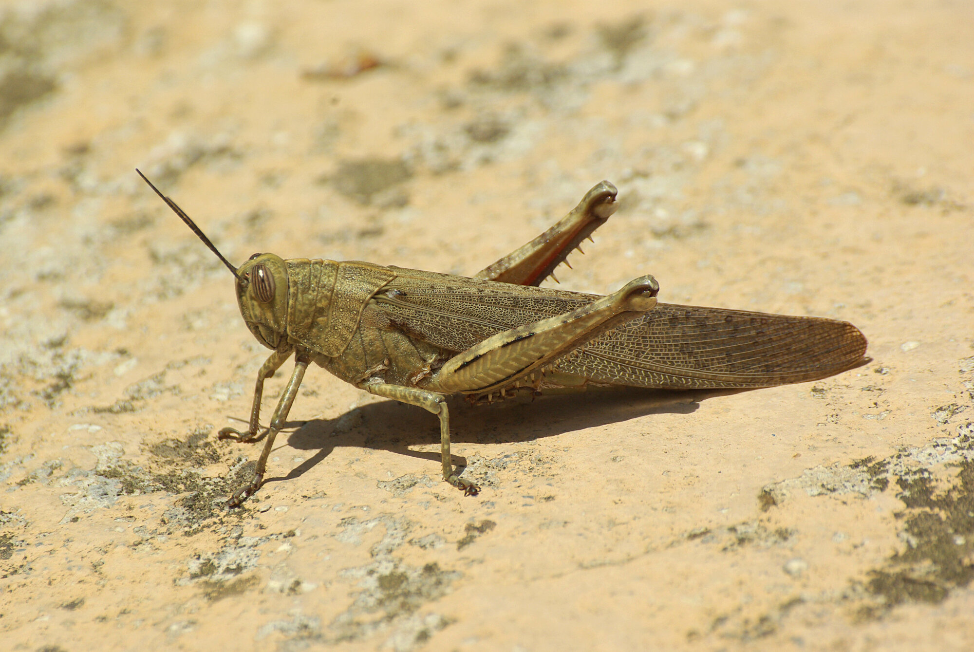 Migratory Locust