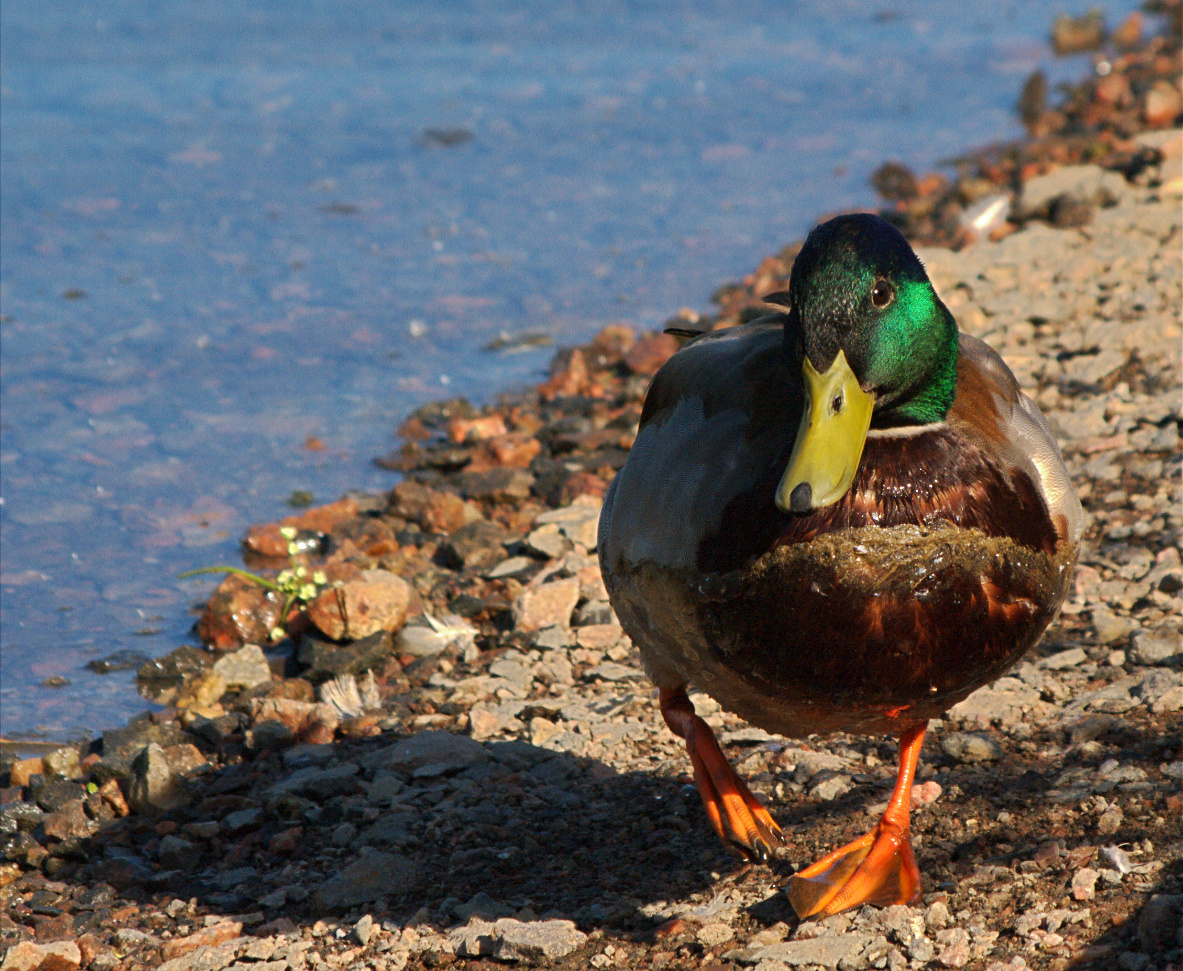 Muddy duck