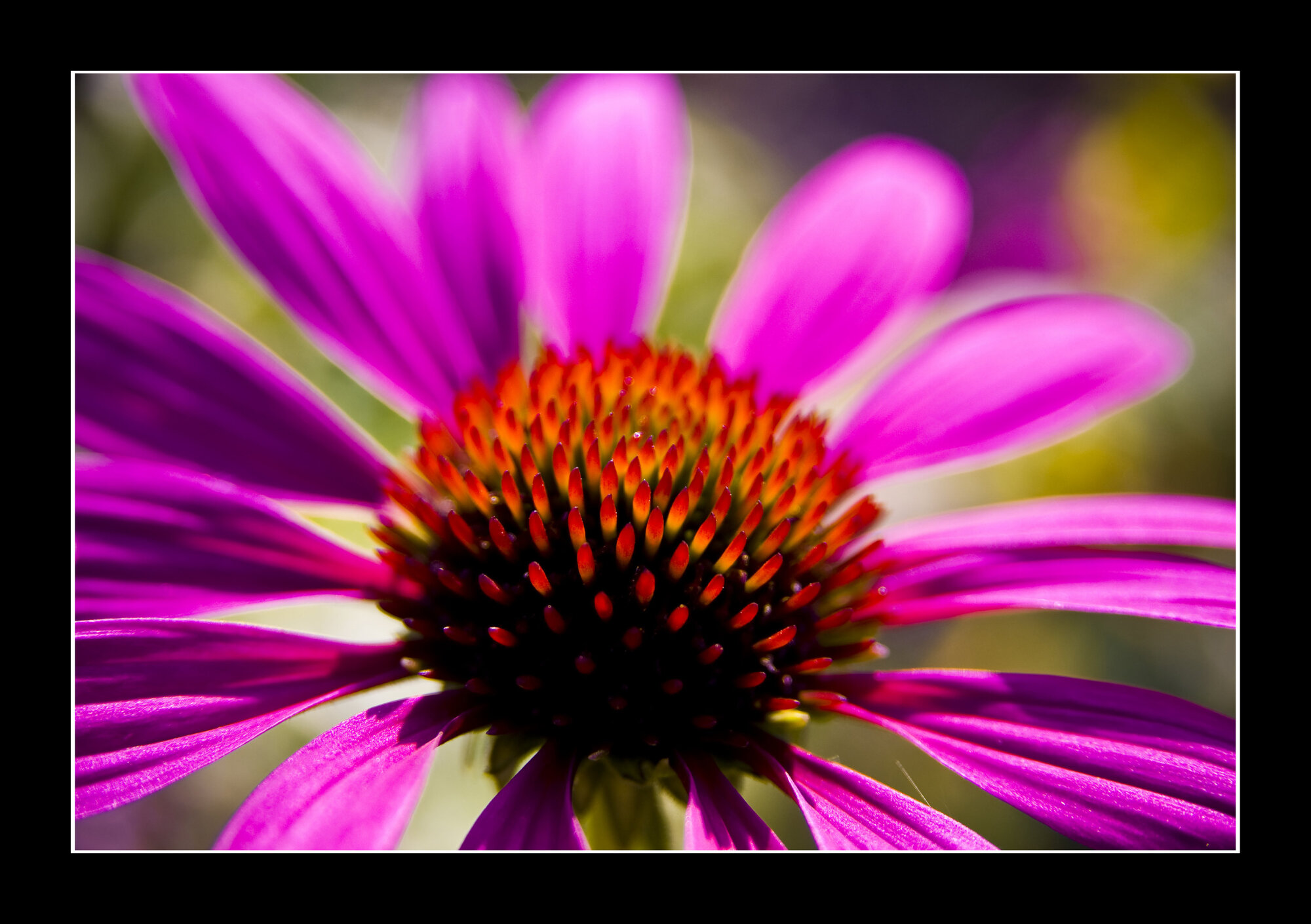 Purple coneflower
