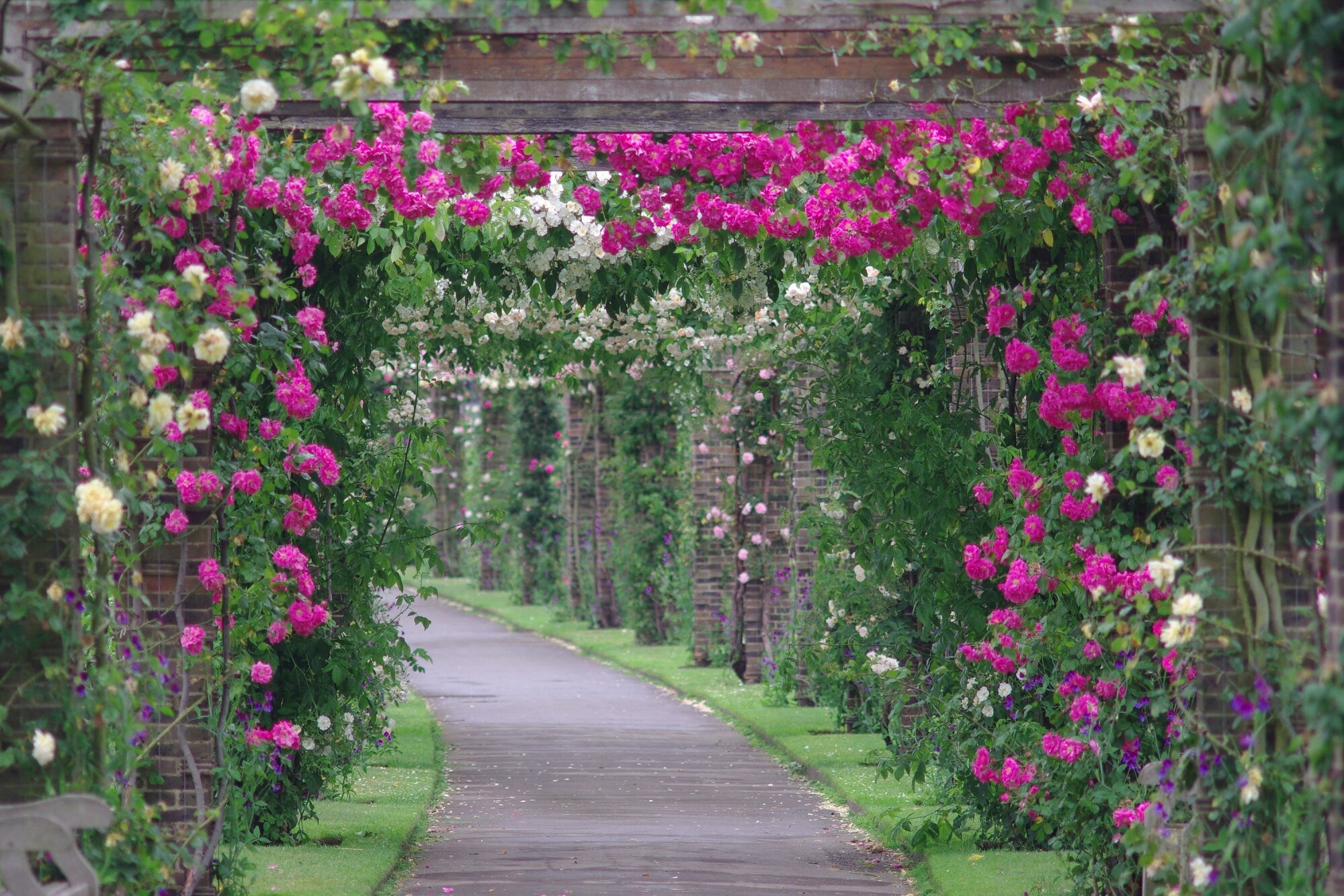 Rose tunnel