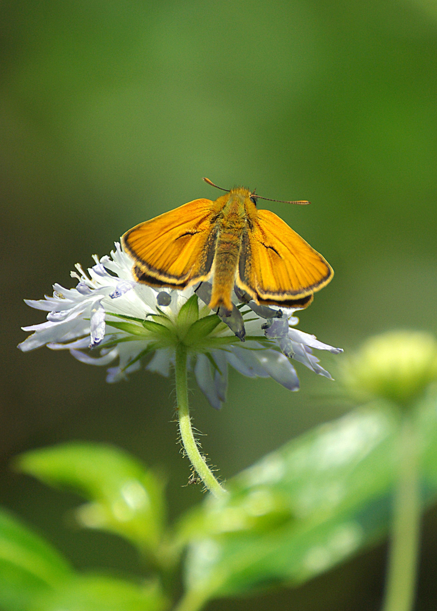 Small Skipper Butterfly