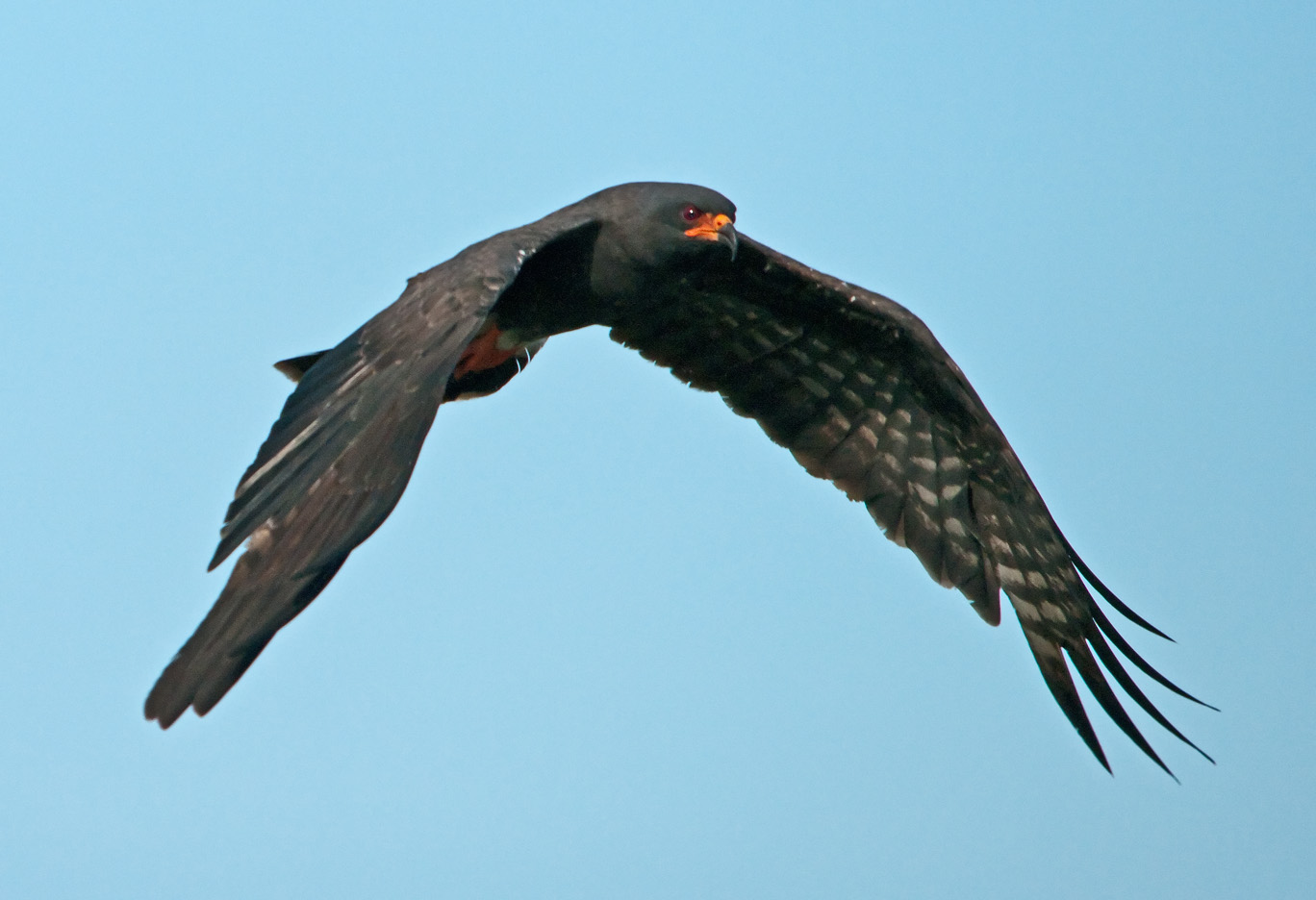 Snail Kite Flight