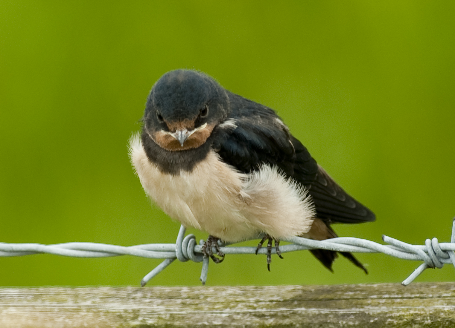 Fledgling Swallow