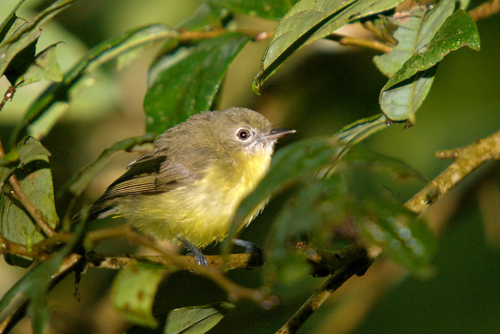 Yellow thornbill