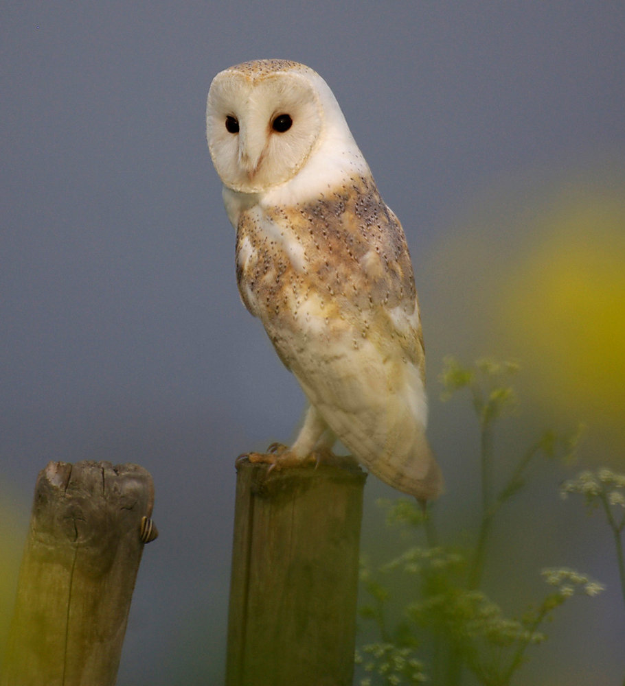 Barn Owl on Post