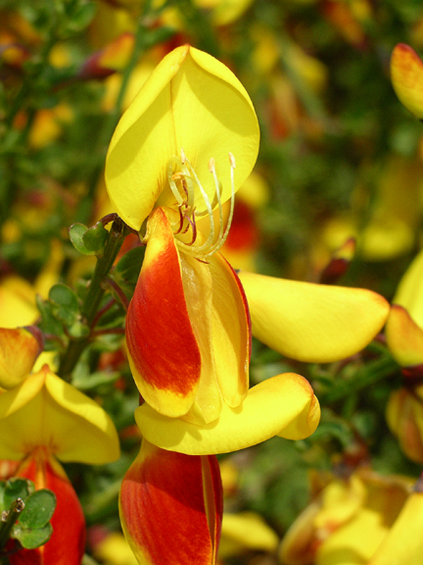 Bi-coloured Broom.( Cytisus sp?)