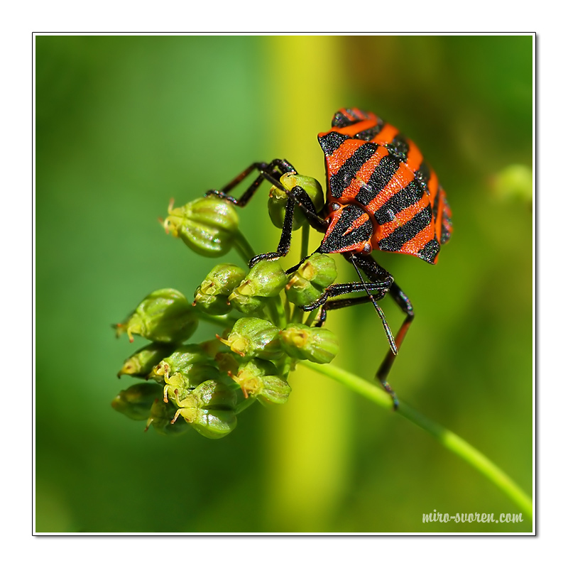 Black & Red Bug