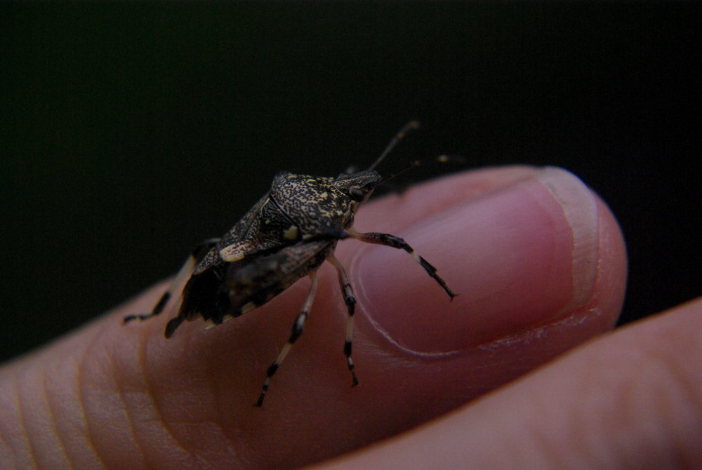 Black bug & My Finger