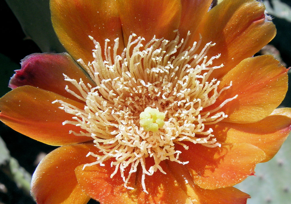 Cactus Flower