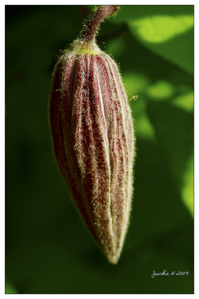 Clematis Bud