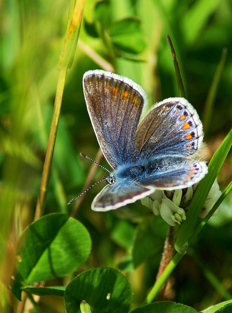 Common blue