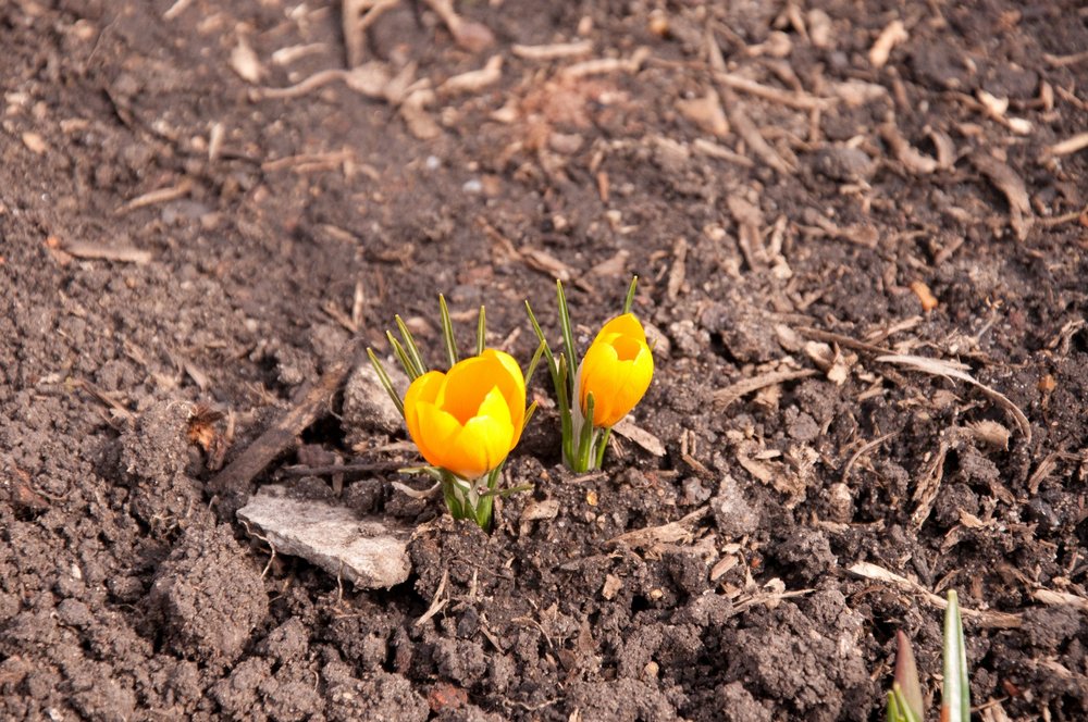 Crocus