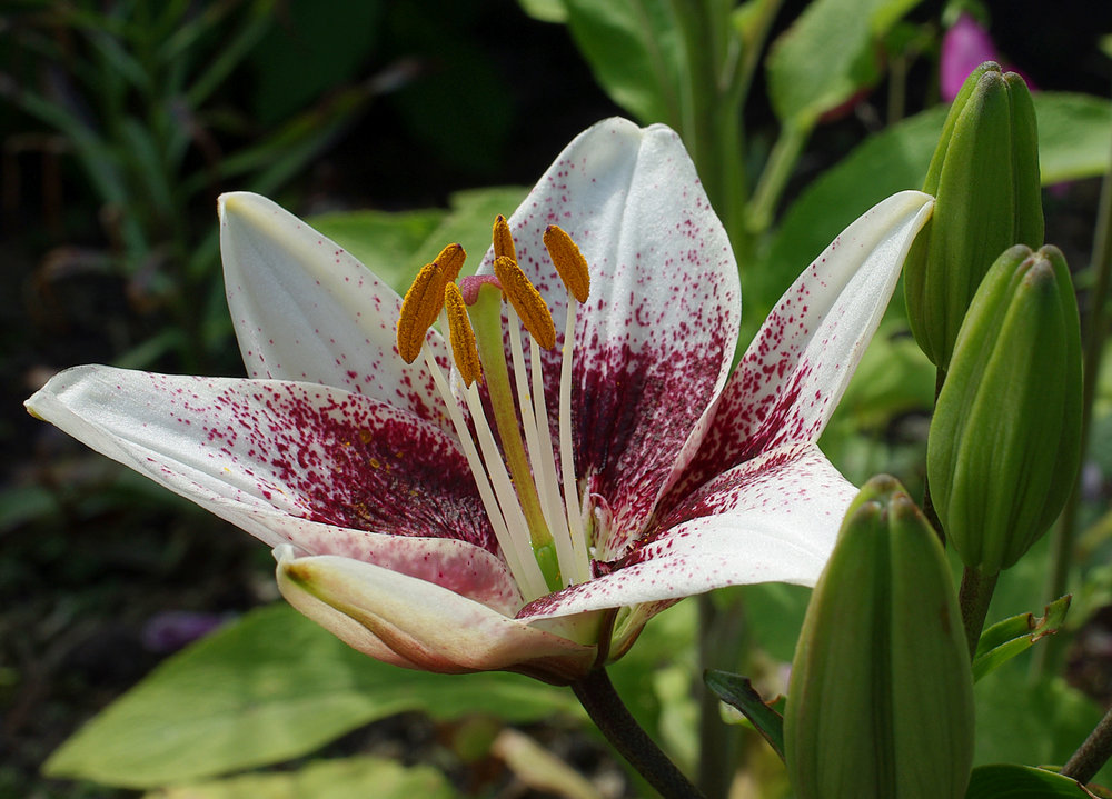 First Lilly in the garden.