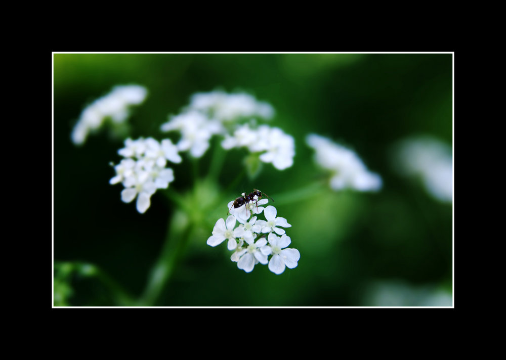 Flowerpicking ant