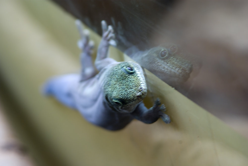Geko