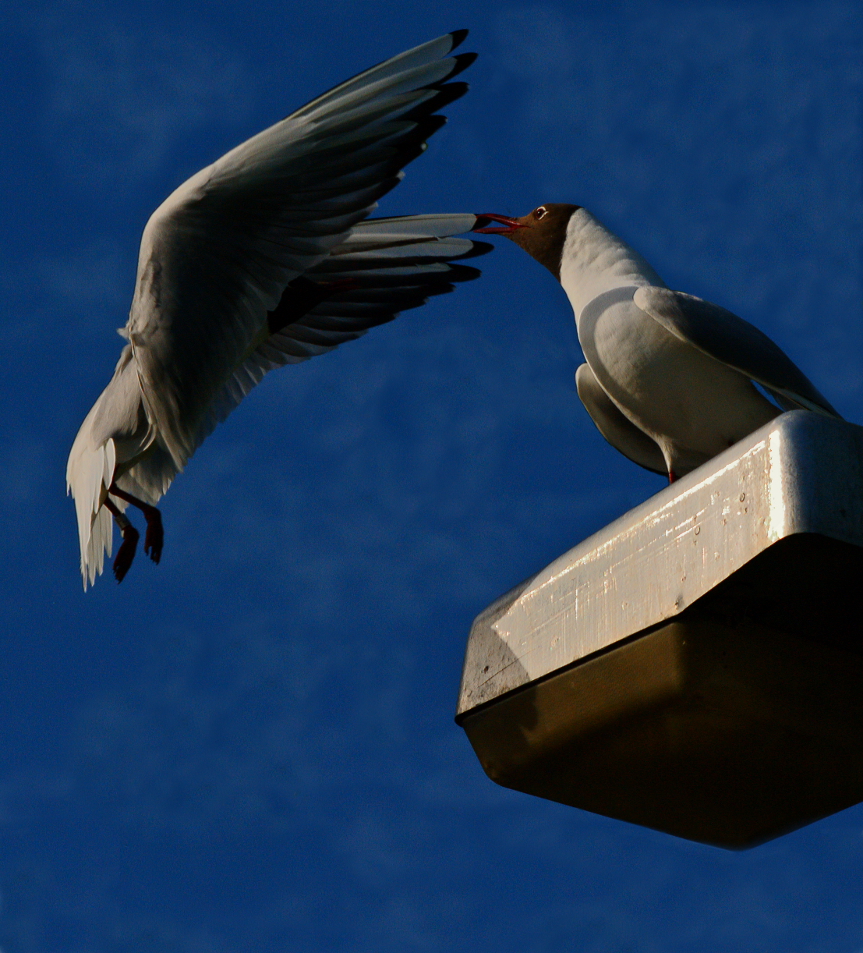 Gull's high level meeting