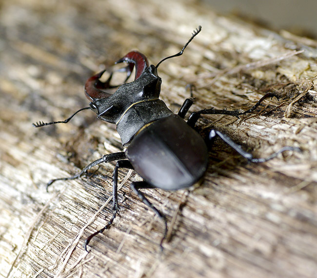 Horn-beetle