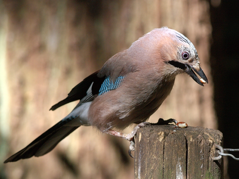 Jay