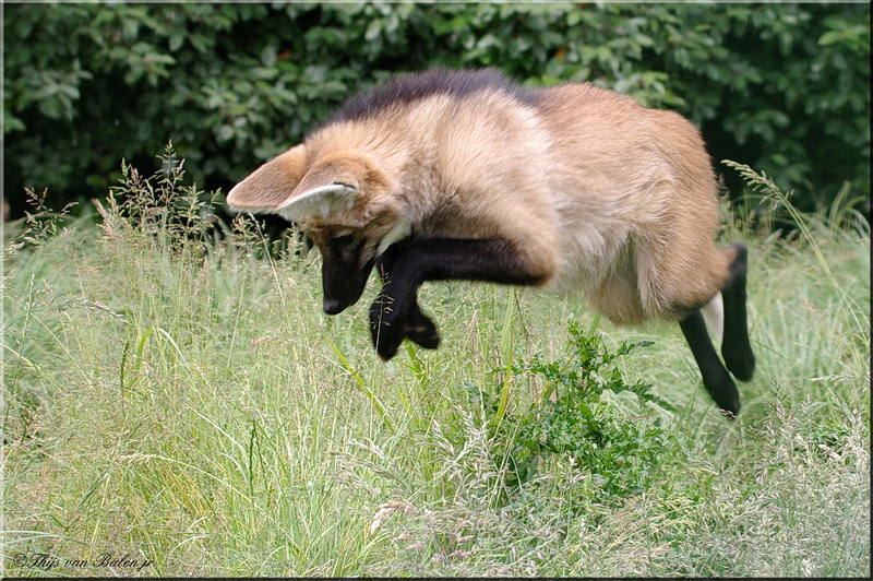 Jumping Maned wolf (young)