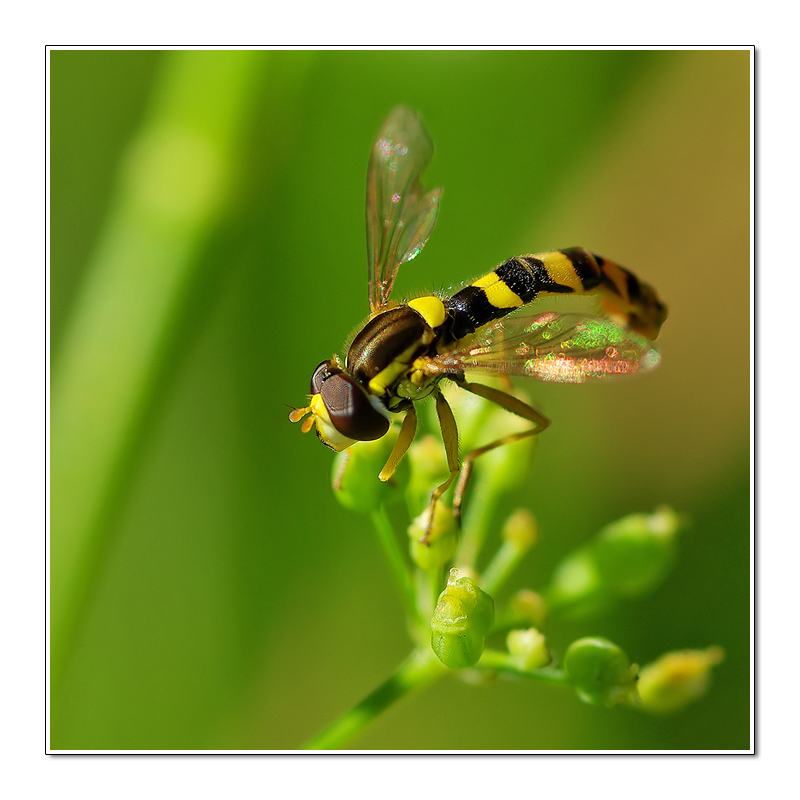 Marmalade fly