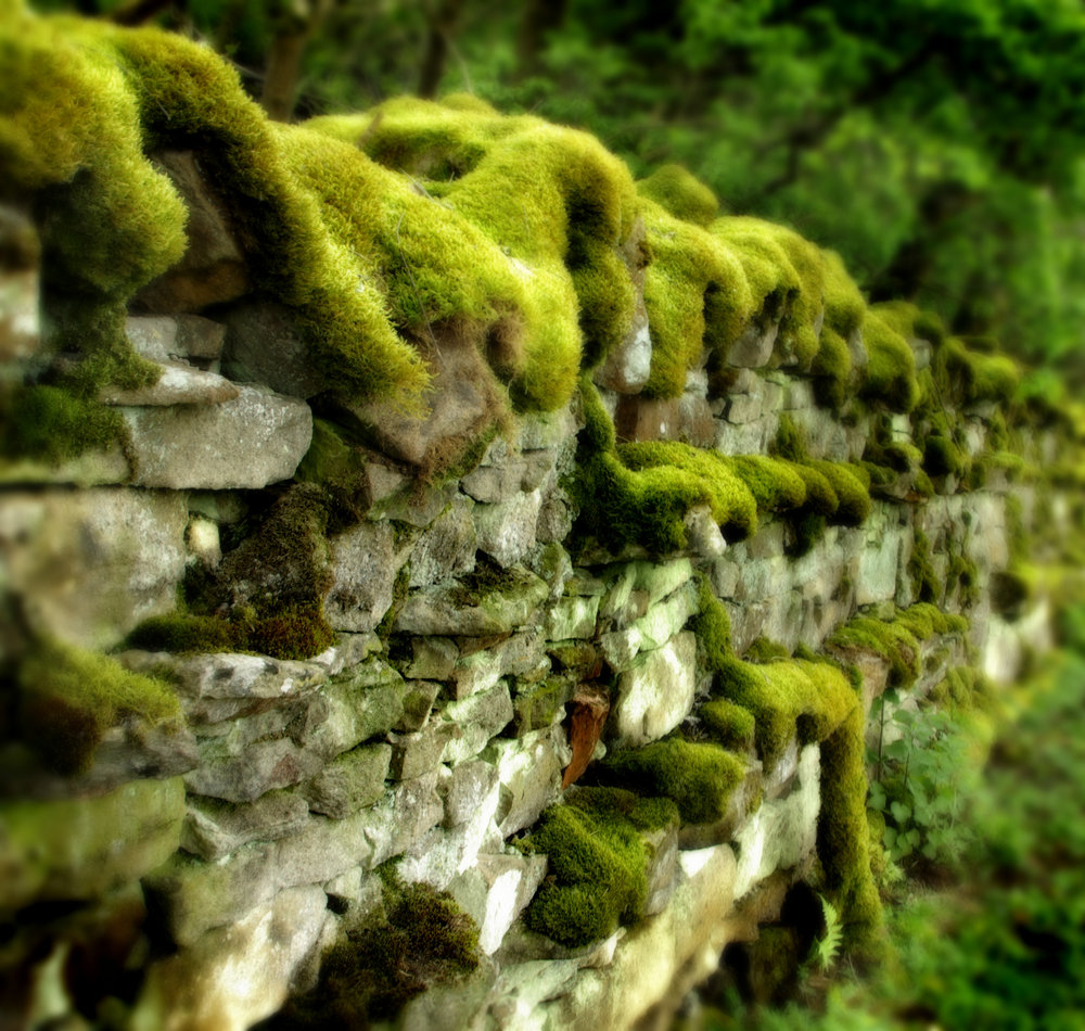 Moss on a wall