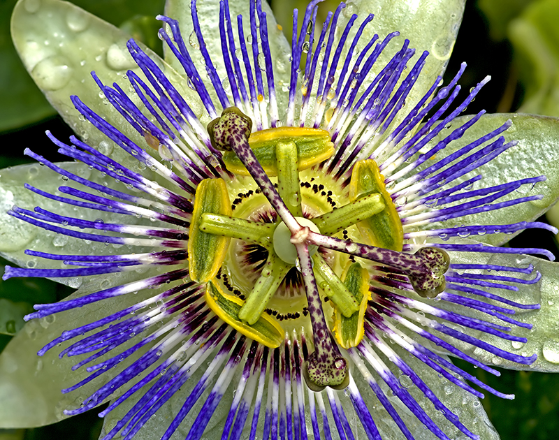 Passion Fruit flower