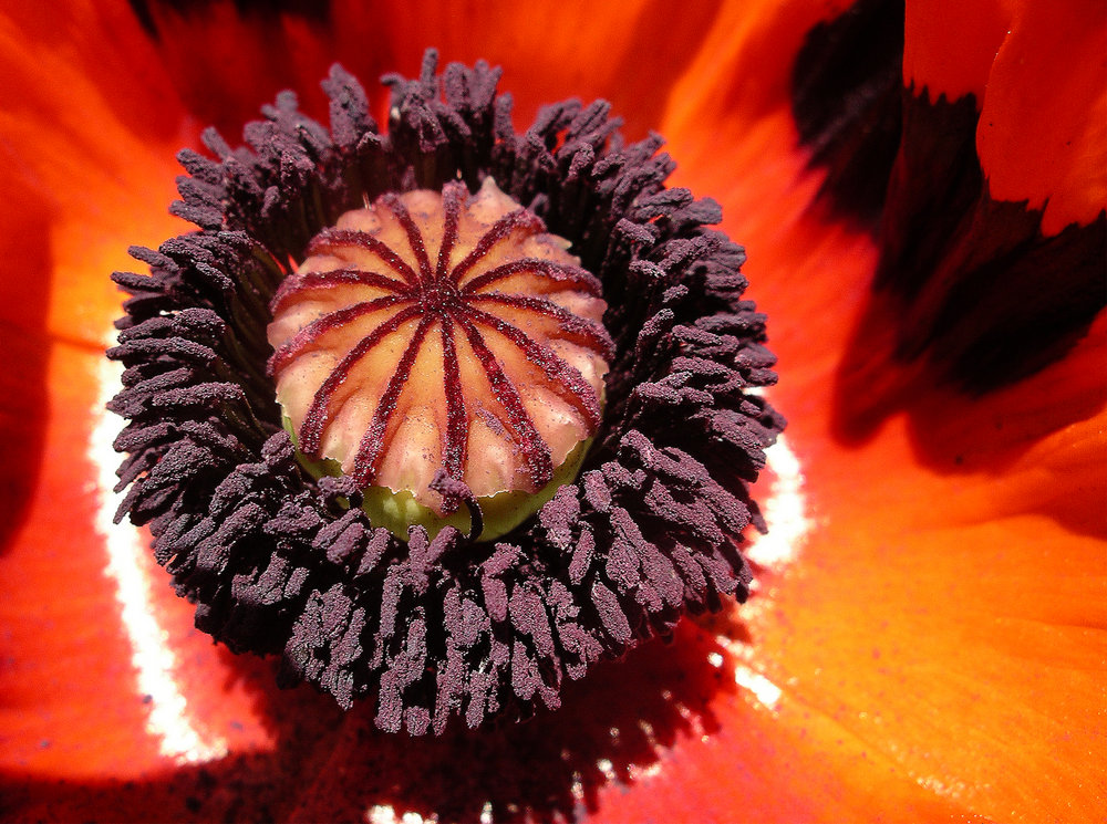 Seed pod of Oriental poppy
