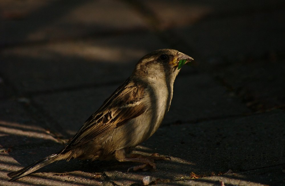 Shadow bird
