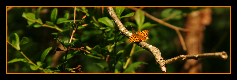 Small-Tortoiseshell_1245234712.jpg
