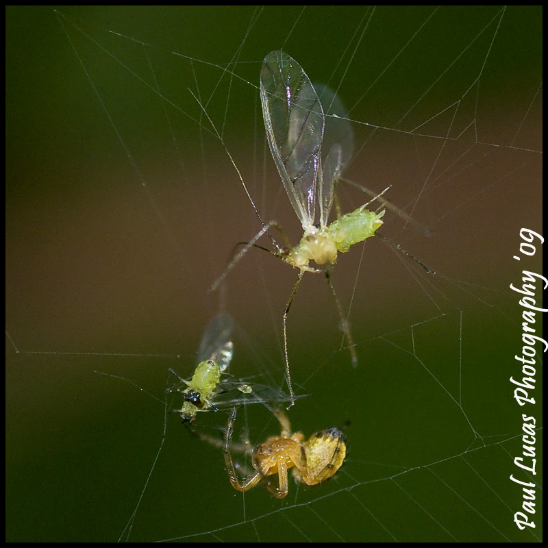 Spiders Dinner