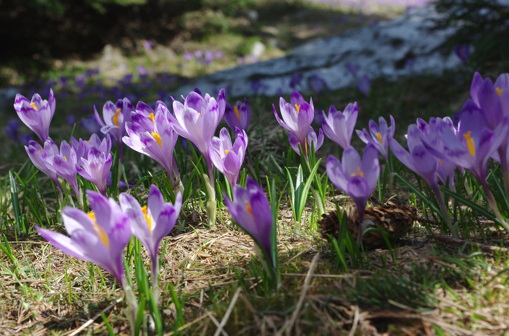 Springtime in Retezat mountains
