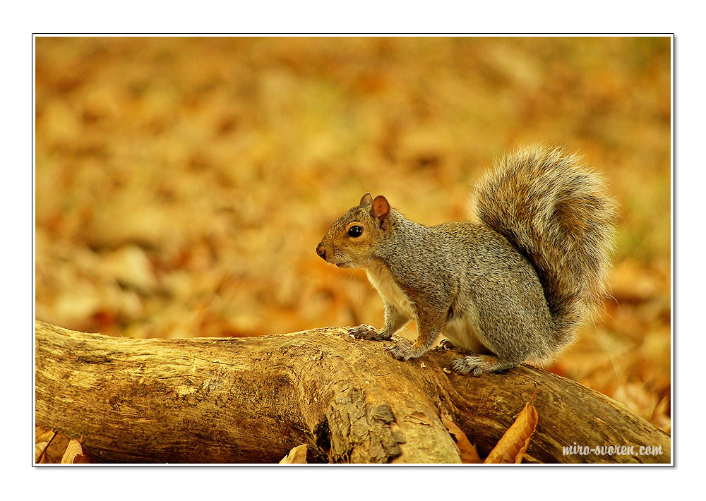 Squirell