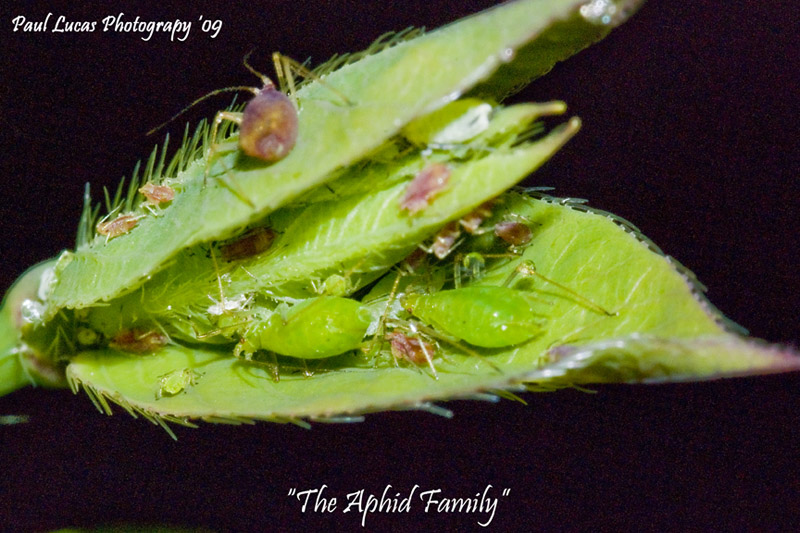 The Aphid Family