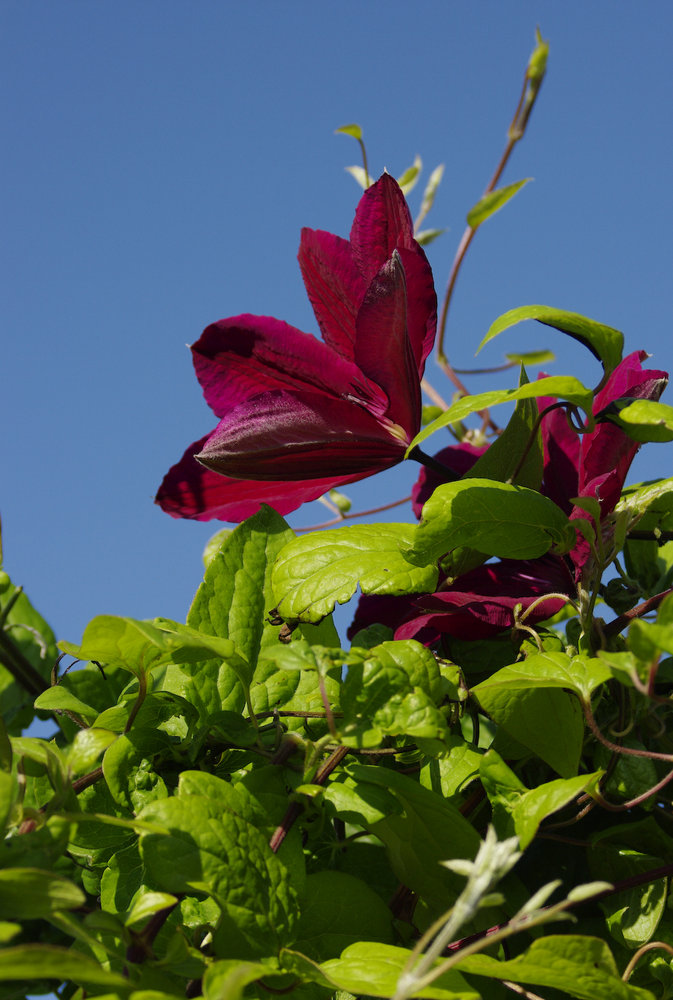 The top most bloom