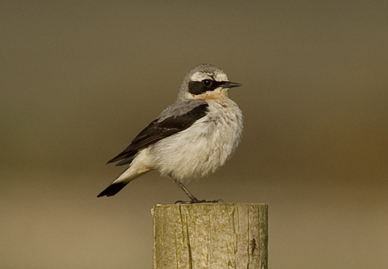 Wheatear