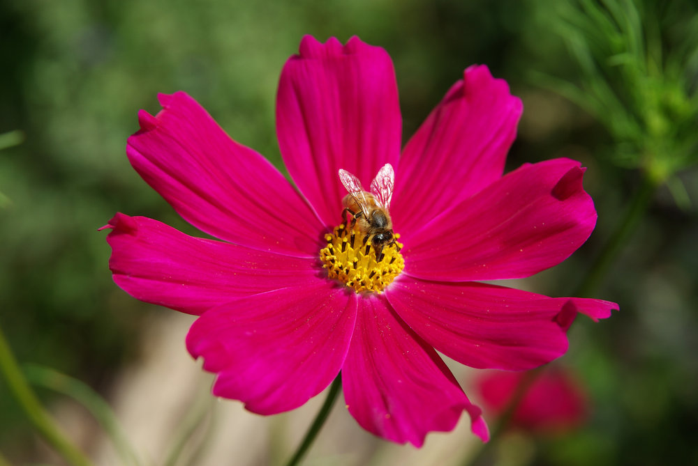bee on a pink cosmos