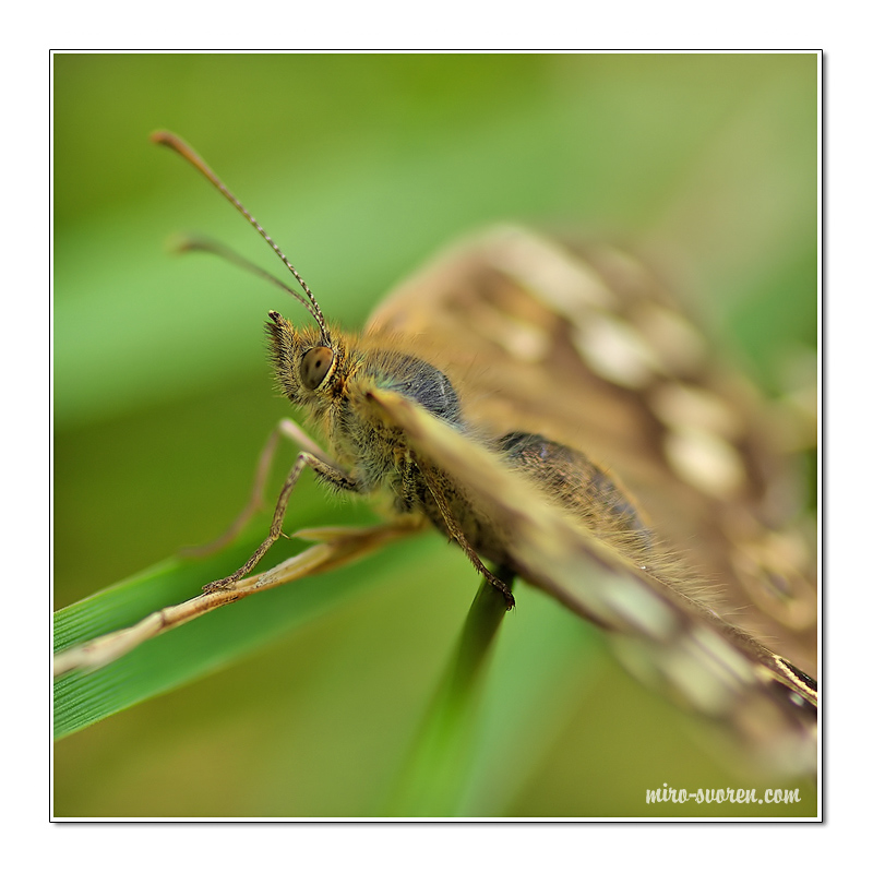 butterfly