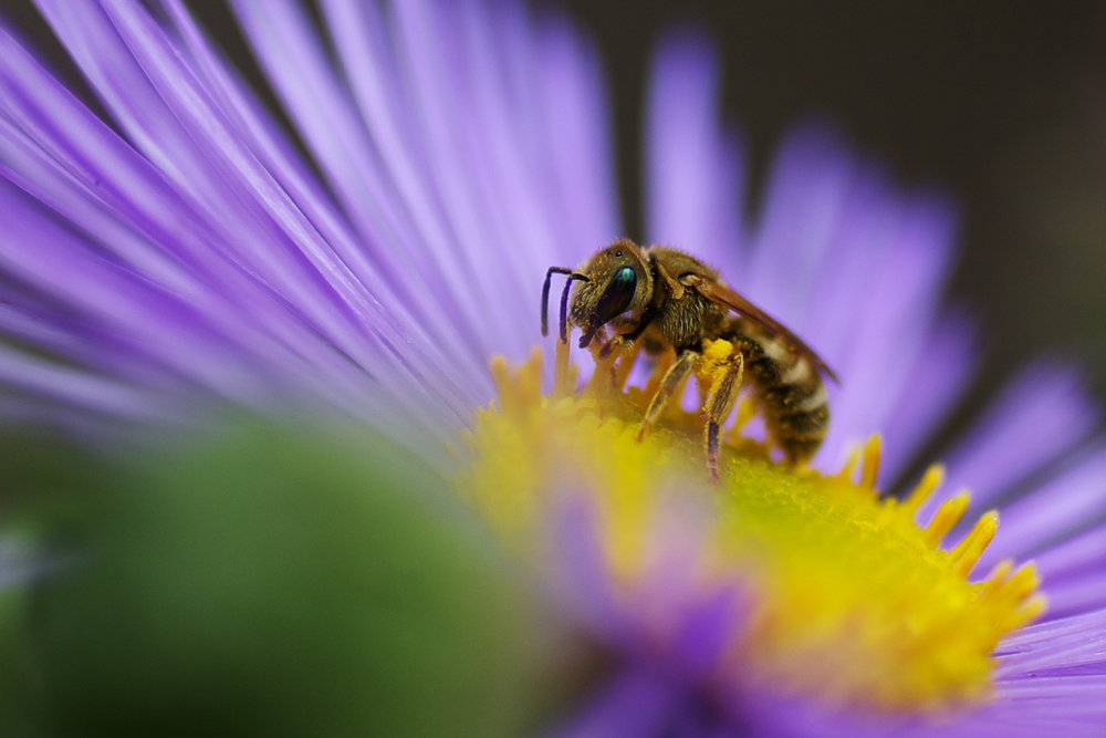 pollen II