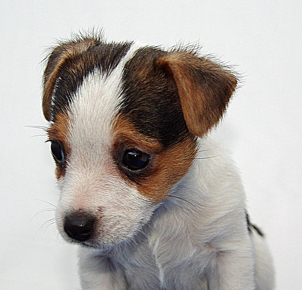 Alf  jack russel pup