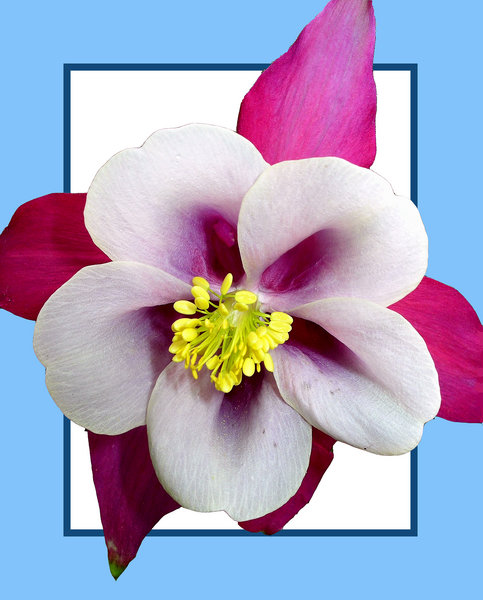 Aquilegia