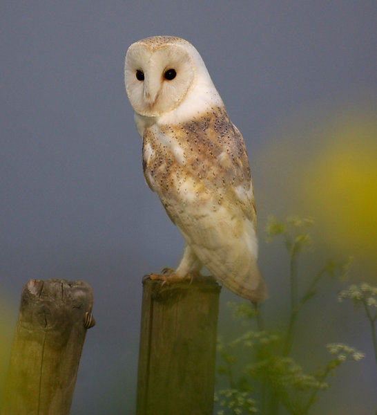 Barn Owl on Post