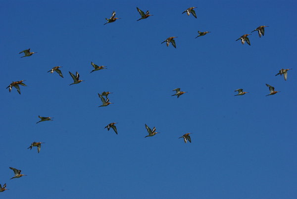 Black Tailed Godwits