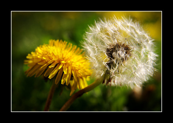 Blossom no.1